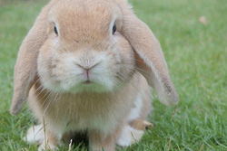 耳が垂れているウサギ